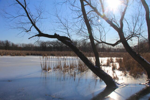 Lincoln Marsh in Winter